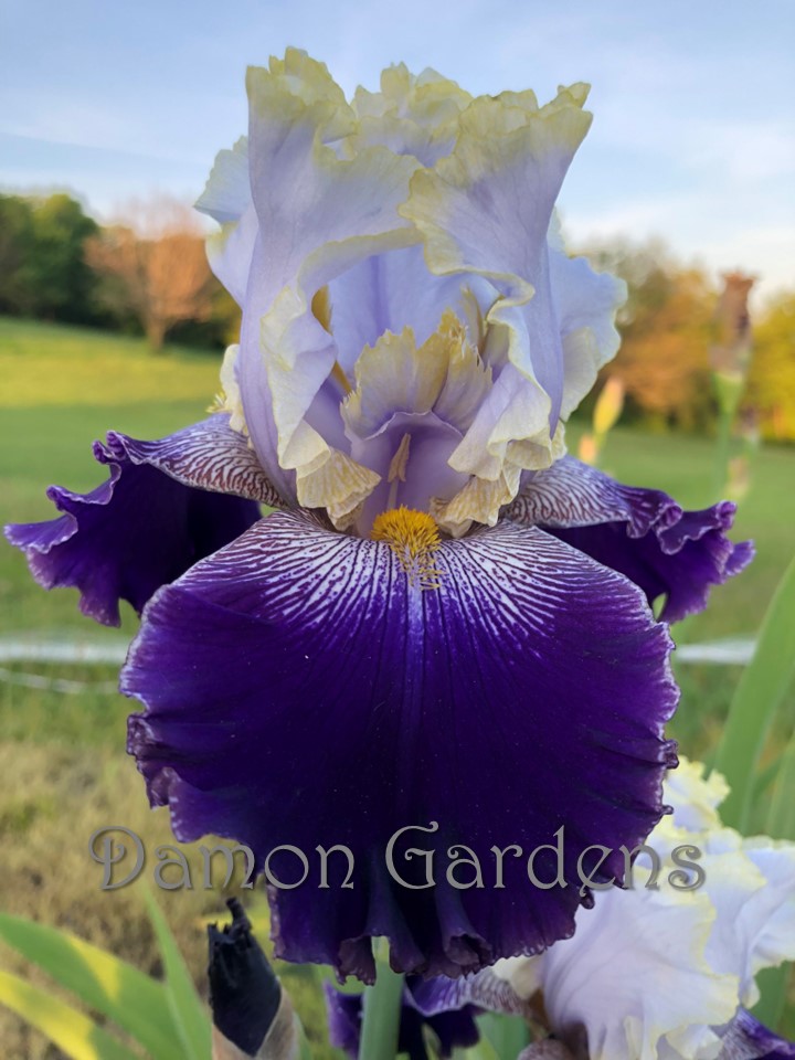 Iris Slovak Prince